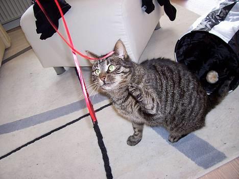 Huskat Fine - Haha snor. Nu fanger jeg dig . billede 12