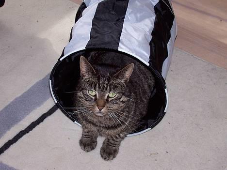 Huskat Fine - Fine har fundet et godt sted at ligge :D  billede 13