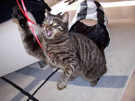 Huskat Fine - Wraaarh :D Nu fanger jeg dig snor :D billede 14