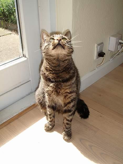 Huskat Fine - Jeg kan altså se noget deroppe?! billede 15