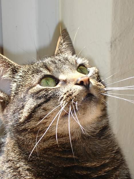 Huskat Fine - Det sidder der stadig! billede 16