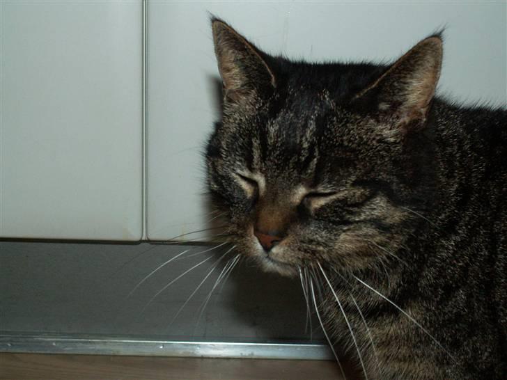 Huskat Fine - Nuuuuueh´, hvor er hun nutted ;b billede 17