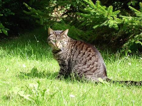 Huskat Fine - Se mig!  Jeg sidder jo lige her! billede 18