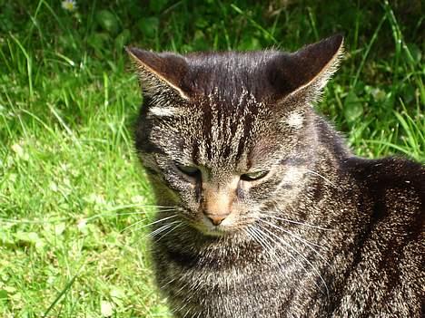 Huskat Fine - Shhhhh! Der kravler en edderkop. billede 19