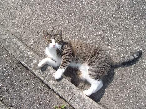 Huskat mille<3 billede 11