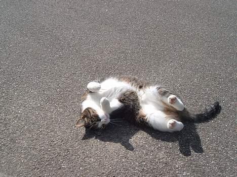 Huskat mille<3 billede 12