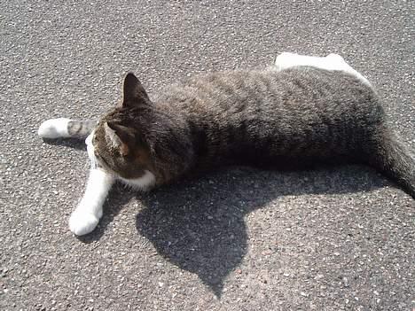 Huskat mille<3 billede 13