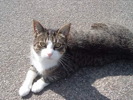 Huskat mille<3 billede 14