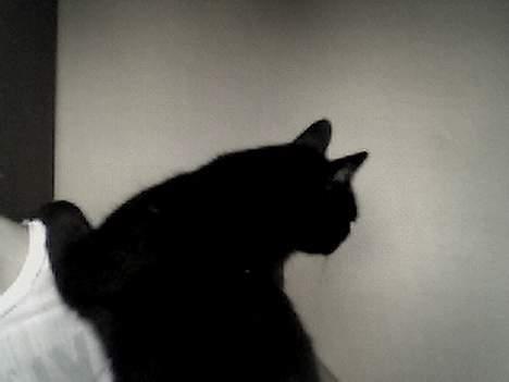 Blanding af racer Sorte *DØD* - Bare fordi det er sort/hvid bill. kval. behøver jeg ikk skrifte farve ! billede 10