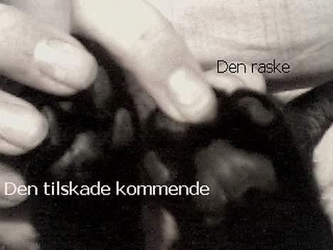 Blanding af racer Sorte *DØD* - Min skadede pote til venstre noget af min pude er væk Ö højre den raske,, så jeg humper nu :( billede 14