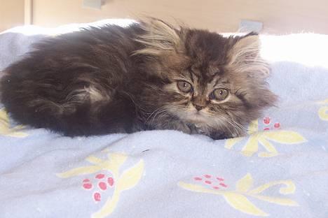 Perser Snøfte *død* billede 12