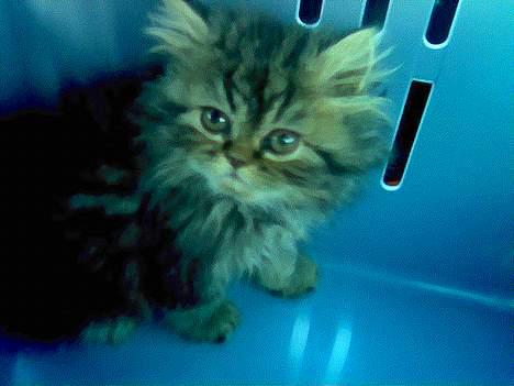 Perser Snøfte *død* - På vej hjem i transporrkassen billede 13