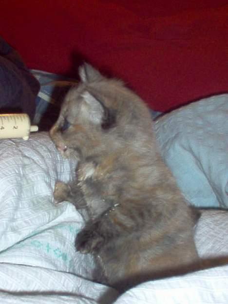 Blanding af racer Casandra(Død) - Her får ho mat med ein sprøyte for ho greide ikkje og eta sjøl billede 1