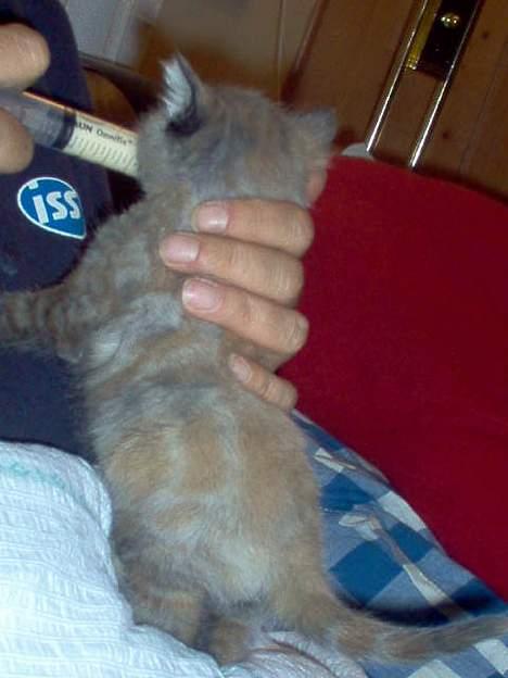 Blanding af racer Casandra(Død) - namnam,mat billede 2