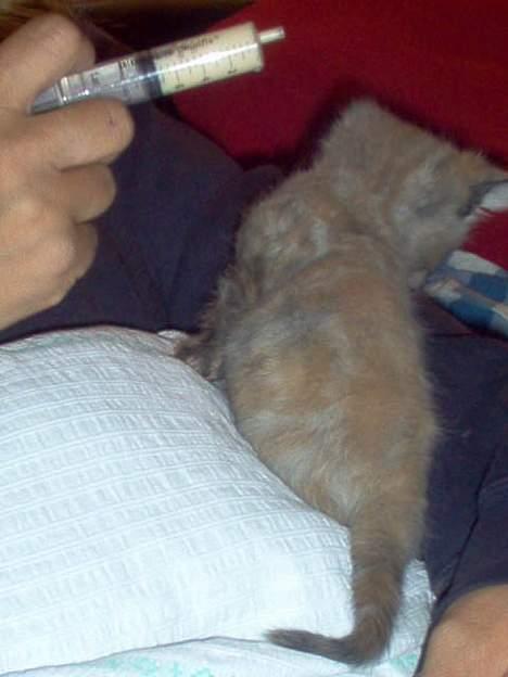 Blanding af racer Casandra(Død) - No er eg met billede 3