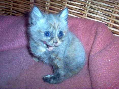 Blanding af racer Casandra(Død) - Se kor skjønn billede 4