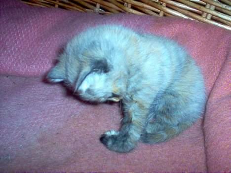 Blanding af racer Casandra(Død) - Her vasker ho seg billede 5