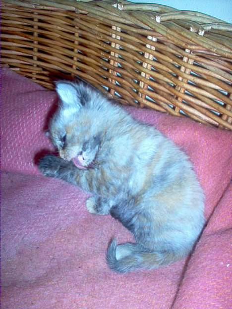 Blanding af racer Casandra(Død) - zzzz...Er vist litt trøtt billede 6