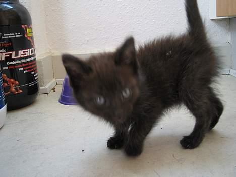 Blanding af racer Buffy - Her er jeg lige kommer hjem til mit nye hjem. billede 3