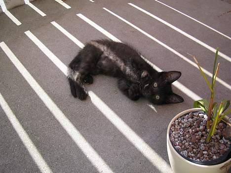 Blanding af racer Buffy - Dejligt med noget frisk luft. billede 13