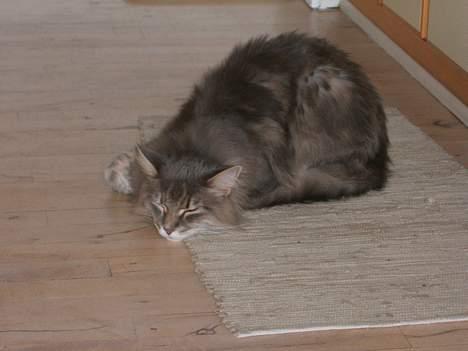 Maine Coon Elliot Charmander Iversen billede 14