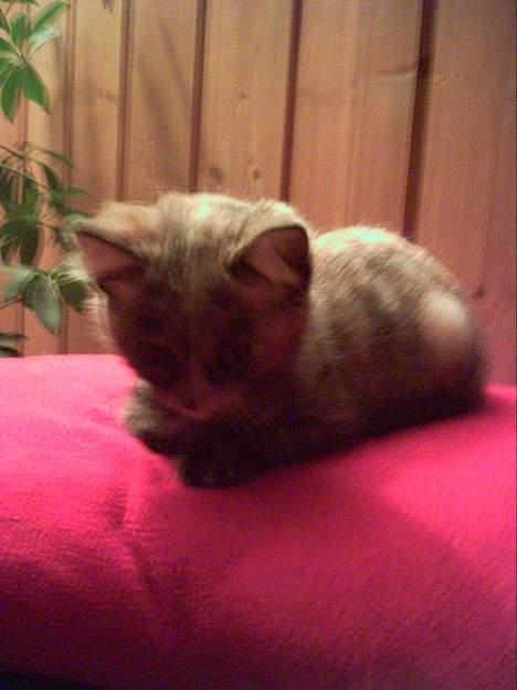 Blanding af racer Casandra(Død) - Ligger på ein hjerte pute og koser seg billede 7