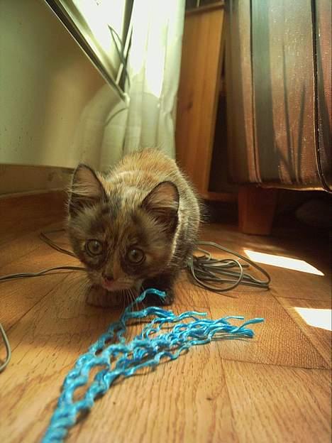 Blanding af racer Casandra(Død) - Her skal ho akkurat til og ta eit tau som eg brukte til og leka med ho=) billede 8