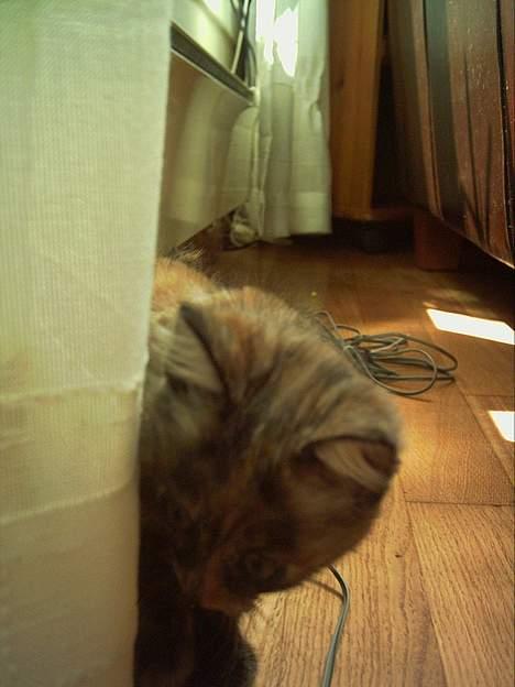 Blanding af racer Casandra(Død) - Her lusker ho bak gardinene=p billede 9