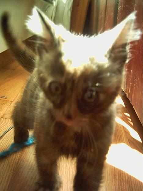 Blanding af racer Casandra(Død) - Her ser ho litt missfornøyd ute her billede 10