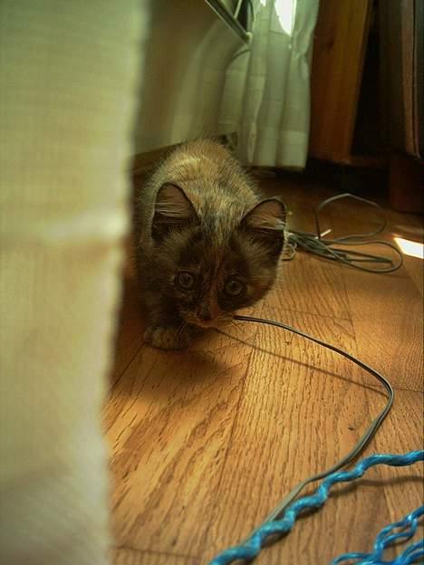 Blanding af racer Casandra(Død) - Her lusker ho rundt omkring=) billede 11