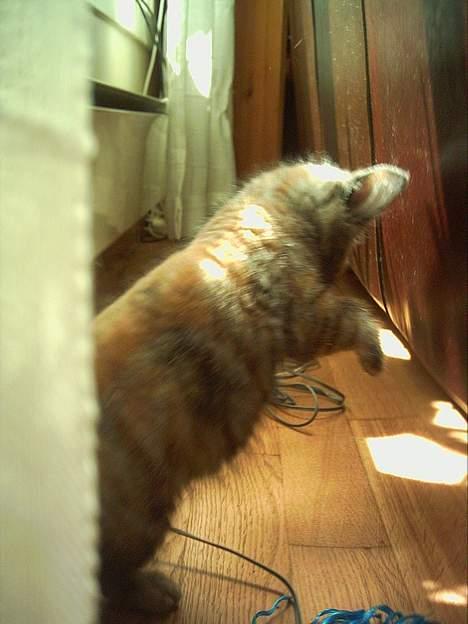 Blanding af racer Casandra(Død) - Her er ho heilt vill=p Ho prøver og ta noko støv i luften billede 12