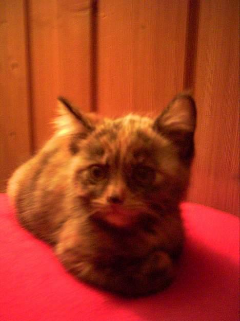 Blanding af racer Casandra(Død) - Se kor skjønn ho er då!!;) billede 13