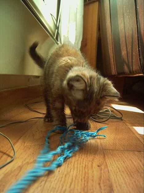 Blanding af racer Casandra(Død) - Ho er veldig leken!!=) billede 14