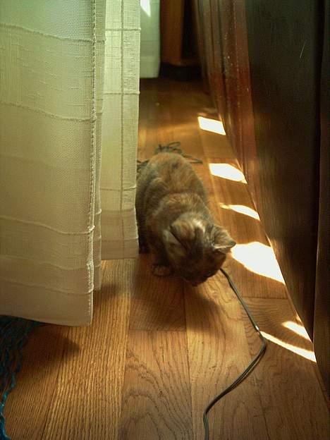 Blanding af racer Casandra(Død) - Leke,leke og atter leke billede 15