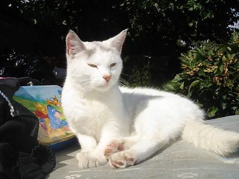 Huskat Mollie *forsvundet* - Sole sig skal man jo når vejret er der ! billede 15