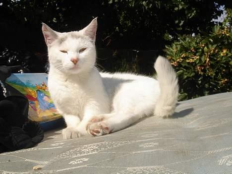 Huskat Mollie *forsvundet* - igen<3 billede 16