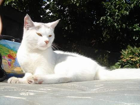 Huskat Mollie *forsvundet* - igen igen<3<3 billede 17