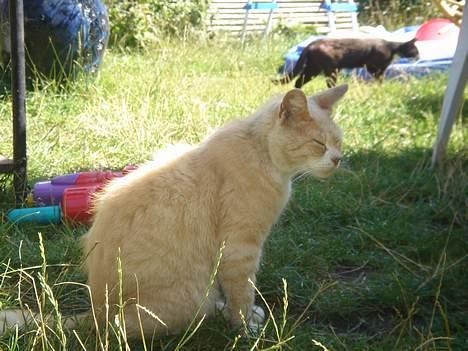 Huskat Sibastian *DØD* - den dejlige sommer på bornholm<3 billede 4