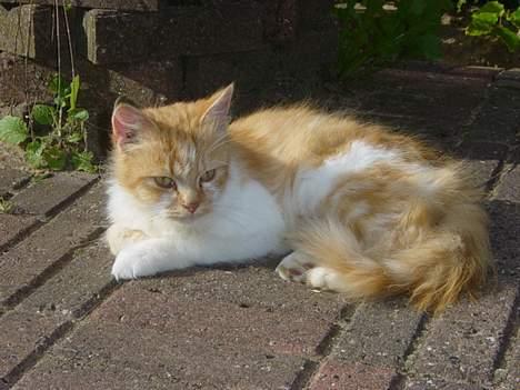 Blanding af racer Bølle billede 10