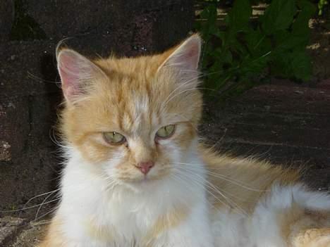 Blanding af racer Bølle billede 11