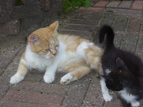 Blanding af racer Bølle billede 12