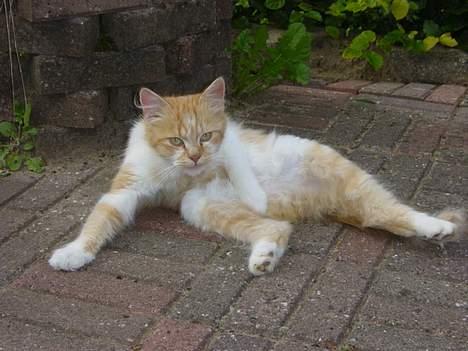 Blanding af racer Bølle billede 13