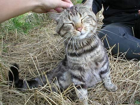 Blanding af racer Jason - Arh lækkert.. (: billede 7