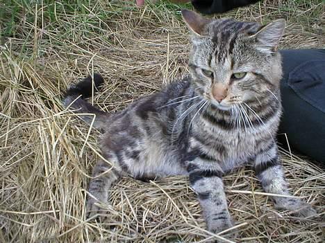 Blanding af racer Jason billede 8