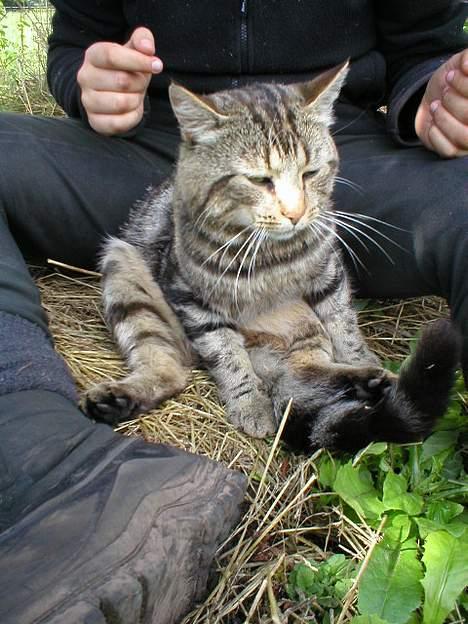 Blanding af racer Jason - Her sidder man da helt godt.. :D billede 9