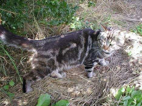 Blanding af racer Jason billede 10