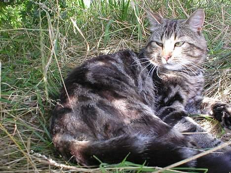 Blanding af racer Jason billede 11