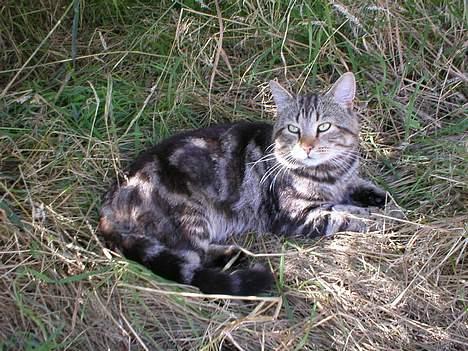 Blanding af racer Jason - Dejligt at ligge ude i det gode vejr.. (: billede 12