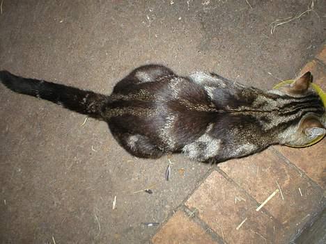 Blanding af racer Jason - Mine fine farver.. :) billede 13