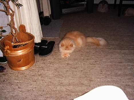 Perser Belle - Belle leger.. Man kan svagt skimte det røde lys på hendes poter.. billede 14